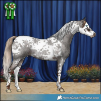 Horse Color:Liver Red Roan Splash Tobiano 