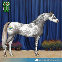 Horse Color:Liver Red Roan Splash Tobiano 