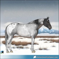 Horse Color:Black Tobiano Rabicano