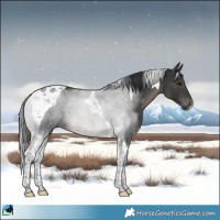 Horse Color:Black Tobiano Rabicano 