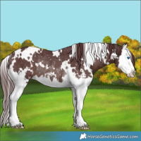 Horse Color:White Spotted Chocolate Brown Sabino Splash Snowflake Varnish Rabicano 