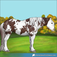 Horse Color:White Spotted Chocolate Brown Sabino Splash