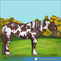 Horse Color:White Spotted Chocolate Brown Appaloosa 