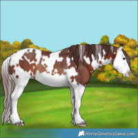 Horse Color:White Spotted Chocolate Brown Splash Rabicano 