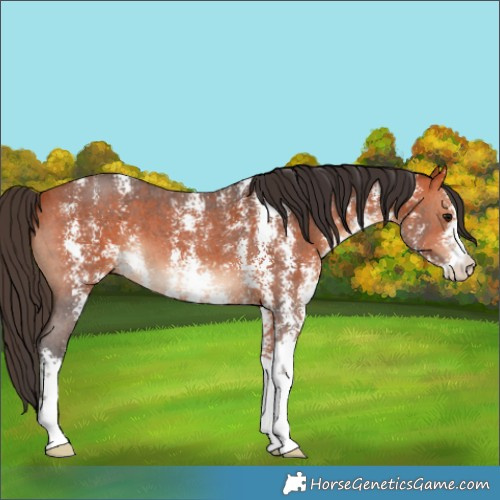 Horse Color:Bay Sabino