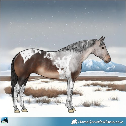 Horse Color:Brown Tobiano Rabicano 