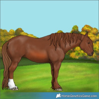 Horse Color:Chestnut 