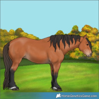 Horse Color:Bay 
