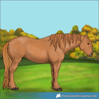 Horse Color:Chestnut 