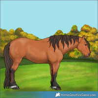 Horse Color:Bay 