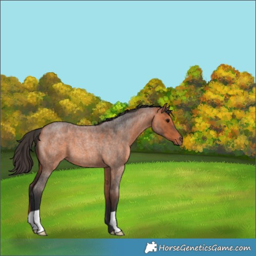 Horse Color:Bay Roan