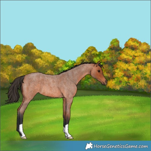 Horse Color:Bay Roan 