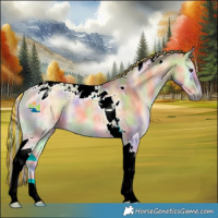 Horse Color:Painted Nacre Palomino Onyx Tobiano Rabicano 