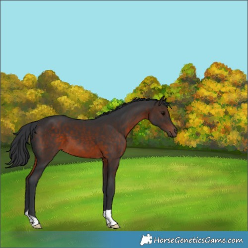 Horse Color:Brown 