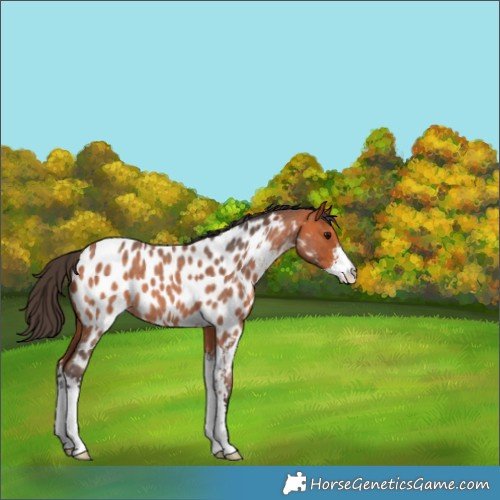 Horse Color:Bay Roan Sabino Appaloosa 