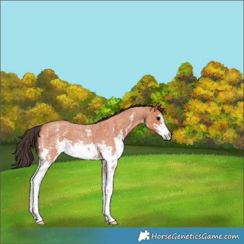 Horse Color:Bay Roan Sabino 
