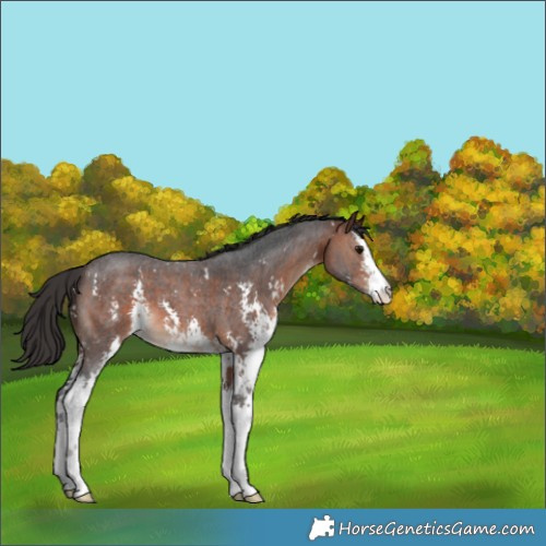 Horse Color:Bay Sabino 