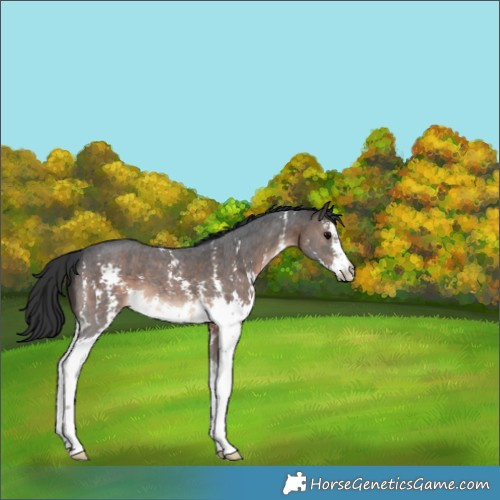 Horse Color:Brown Sabino 