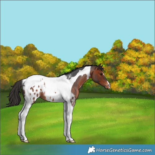 Horse Color:Brown Roan Tobiano Appaloosa 