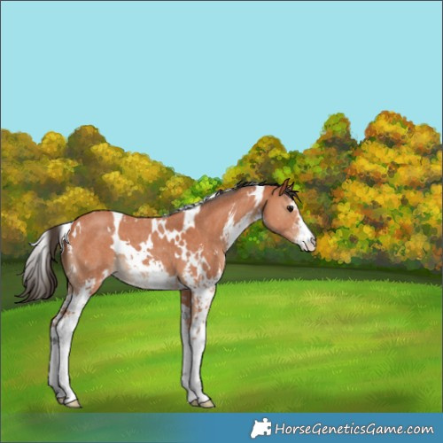 Horse Color:White Spotted Bay Sabino