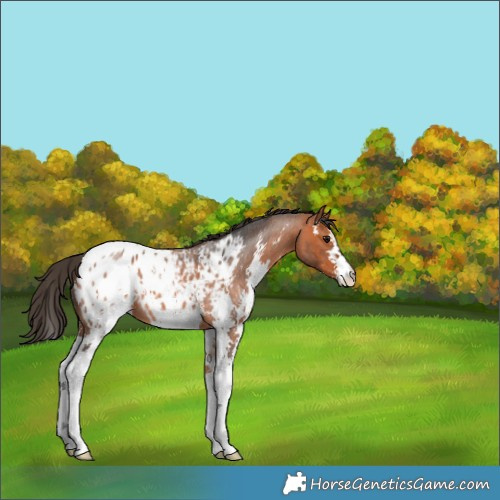 Horse Color:Bay Roan Sabino Appaloosa 