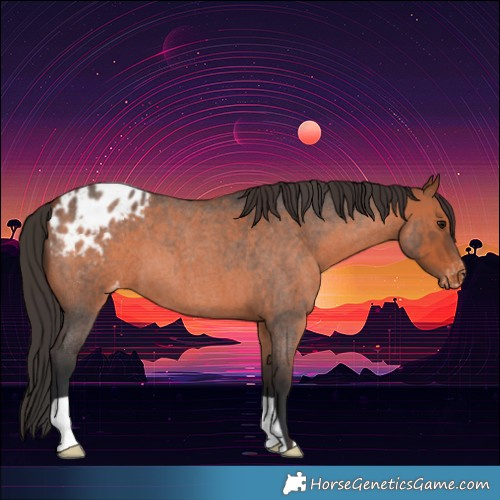 Horse Color:Bay Roan Appaloosa