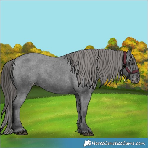 Horse Color:Black Varnish Rabicano 