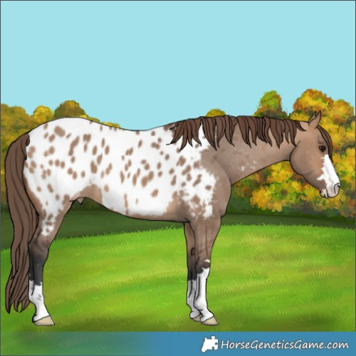 Horse Color:Bay Dun Appaloosa 