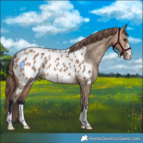 Horse Color:Bay Dun Near Leopard 