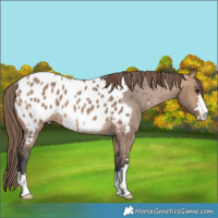 Horse Color:Bay Dun Appaloosa