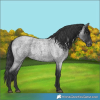 Horse Color:Blue Roan Appaloosa Rabicano 