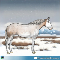 Horse Color:White Spotted Chocolate Palomino Roan Splash Rabicano