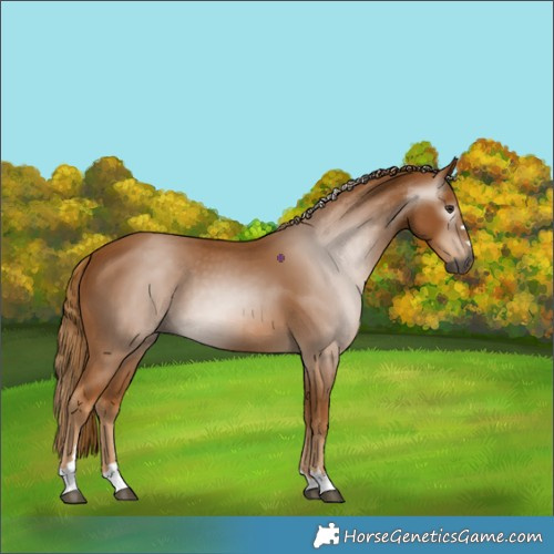 Horse Color:Gray Chestnut 