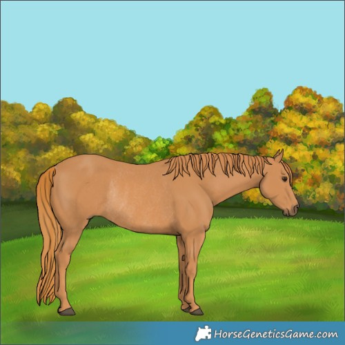 Horse Color:Chestnut Rabicano 