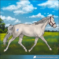 Horse Color:Cremello 
