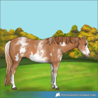Horse Color:White Spotted Chestnut Frame