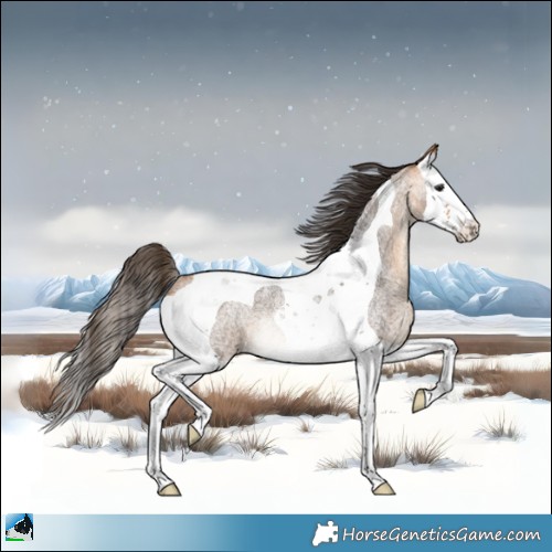 Horse Color:Buckskin Roan Splash Tobiano Rabicano 