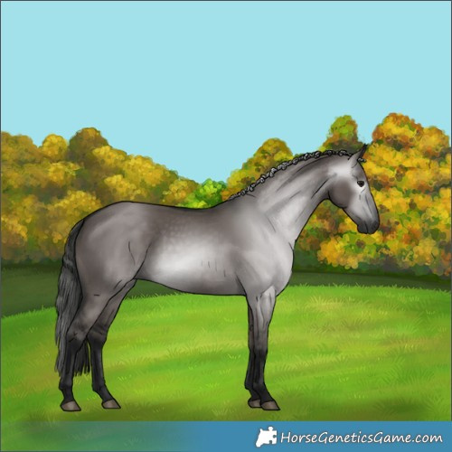 Horse Color:Gray Grullo 