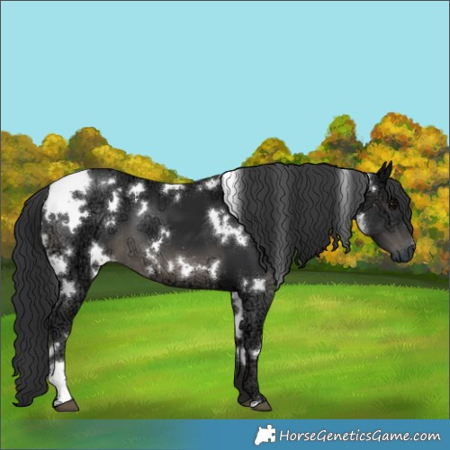 Horse Color:White Spotted Black Ice 