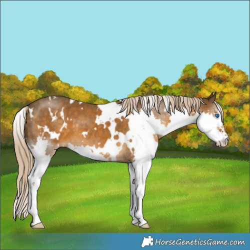 Horse Color:White Spotted Chocolate Palomino Splash 