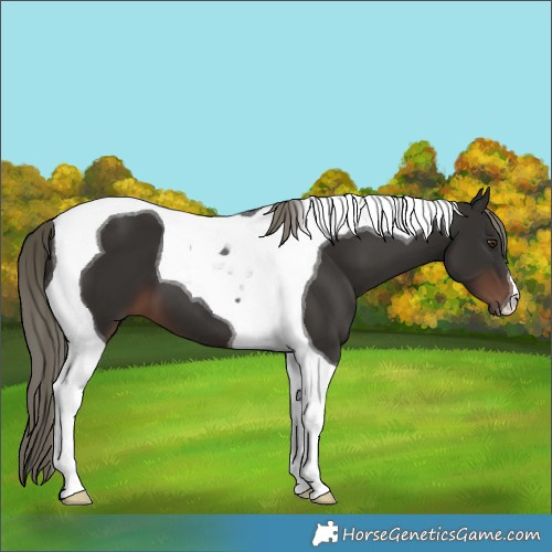 Horse Color:Liver Chestnut Mushroom Tobiano 