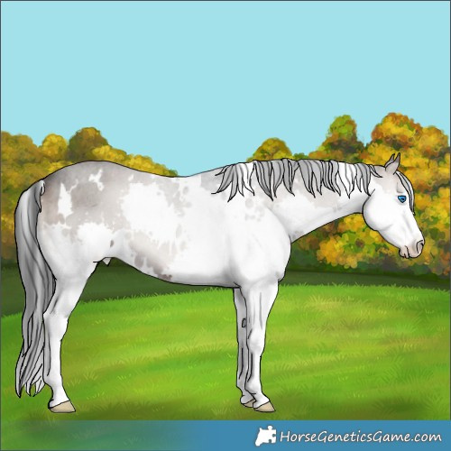 Horse Color:White Spotted Blue Onyx Splash 