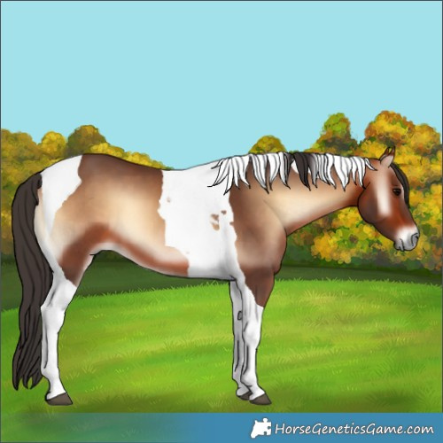 Horse Color:Bay Onyx Tobiano 