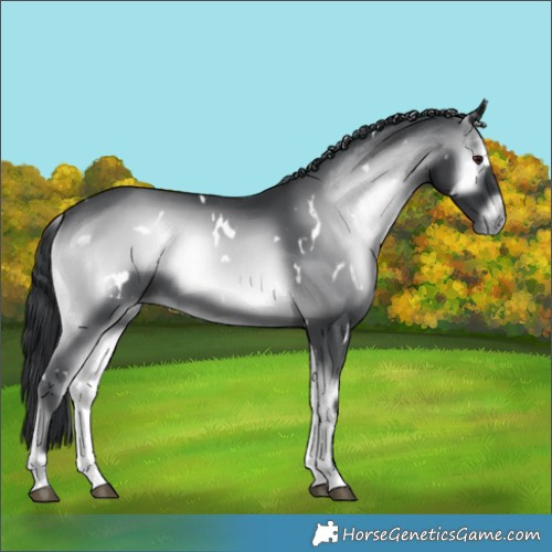 Horse Color:White Spotted Blue Onyx Chinchilla 