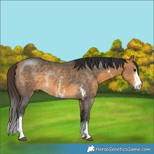 Horse Color:Buckskin Sabino Rabicano 