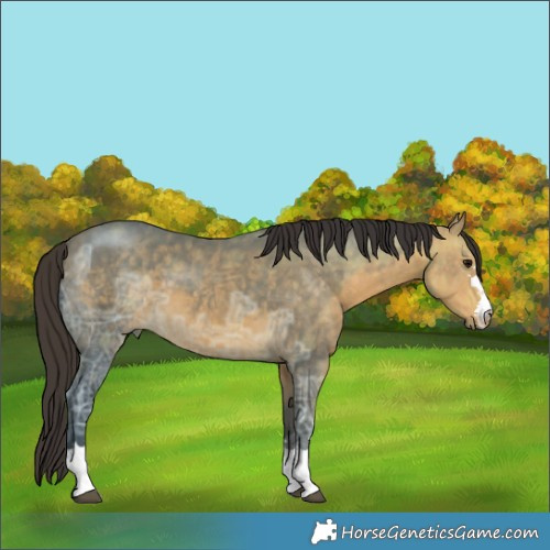 Horse Color:Buckskin Ice 