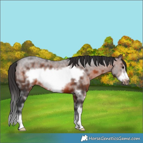 Horse Color:Brown Sabino Frame Rabicano 