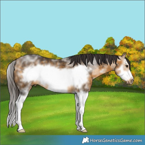 Horse Color:Buckskin Sabino Splash Frame 
