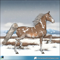 Horse Color:White Spotted Chocolate Palomino Sabino