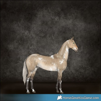 Horse Color:White Spotted Silver Smoky Grullo Rabicano